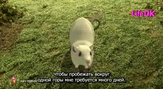 00306.mp4