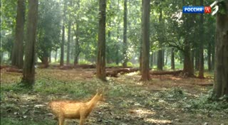 SKR_Condor_RusK_175.mp4